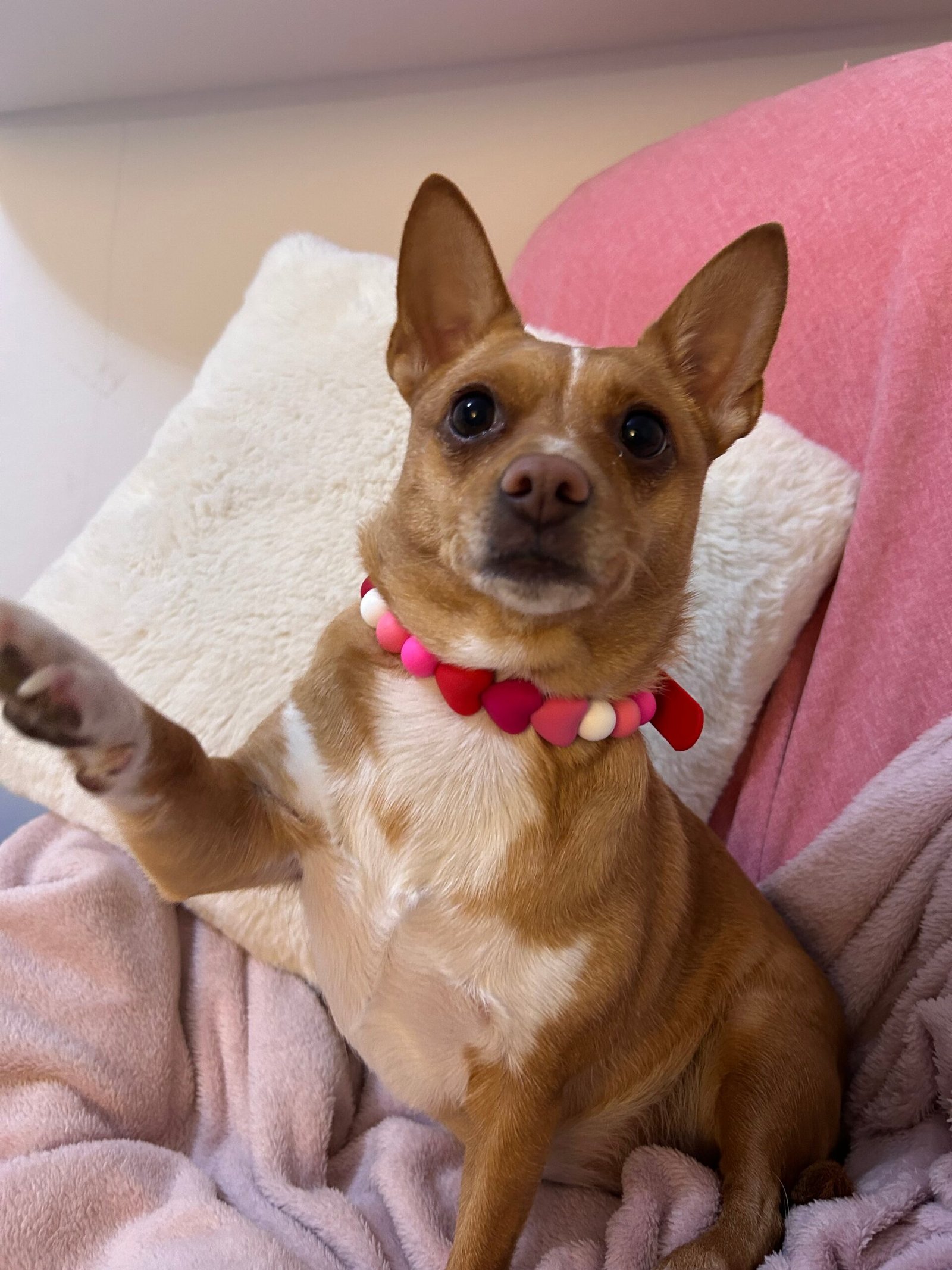 Handmade Valentine Beaded Dog Collar - Edition 1 - Image 5