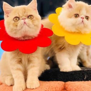 Sunflowers Anti Bite Healing Wound Pet Collar Cone Supplies