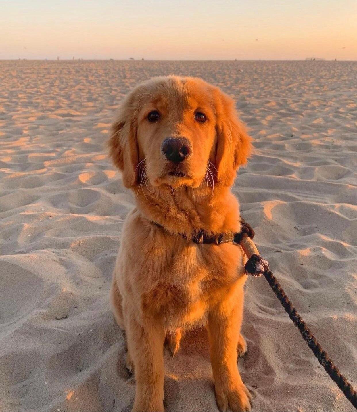 ROPE LEASH - OMBRE BLACK - Image 4