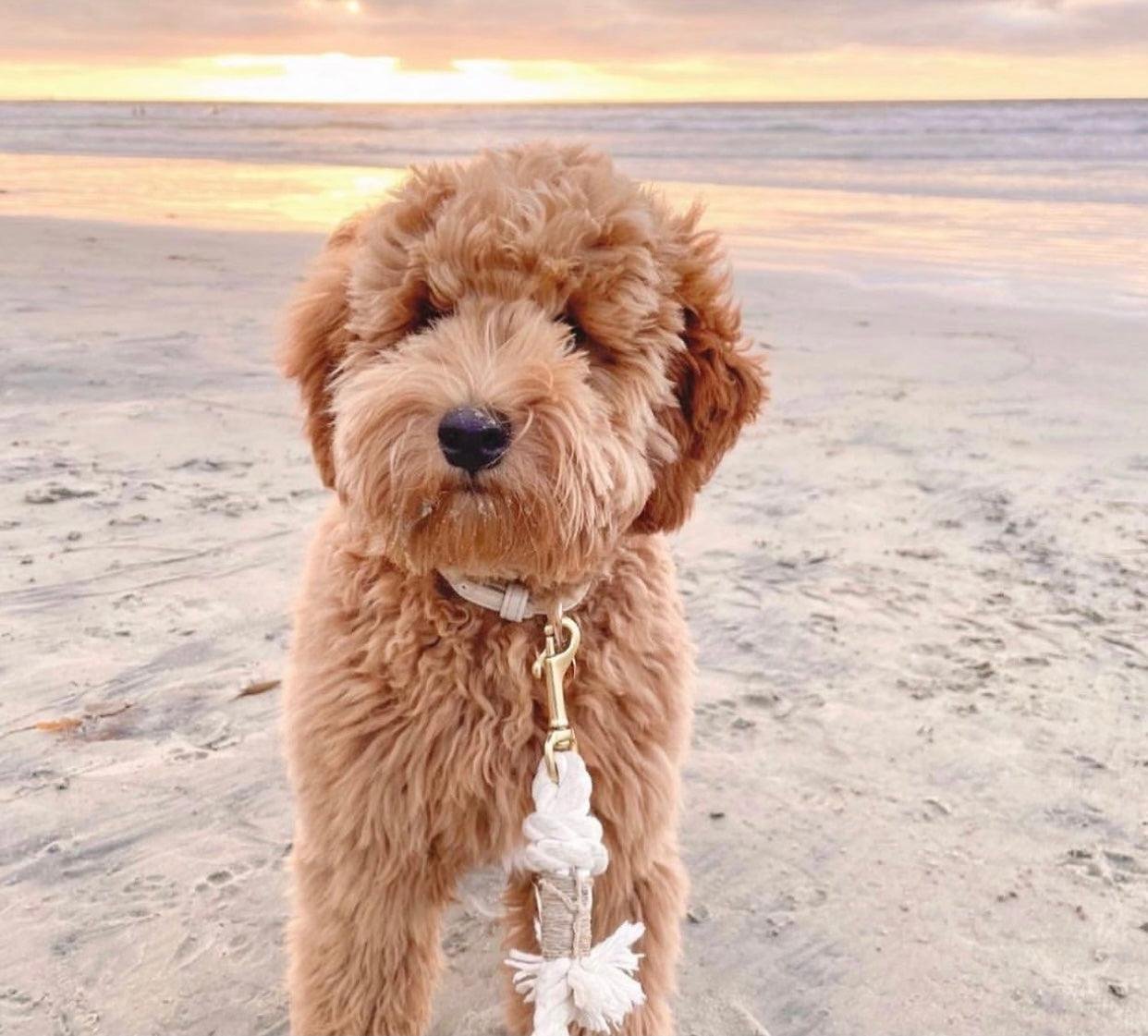 ROPE LEASH - NATURAL - Image 2