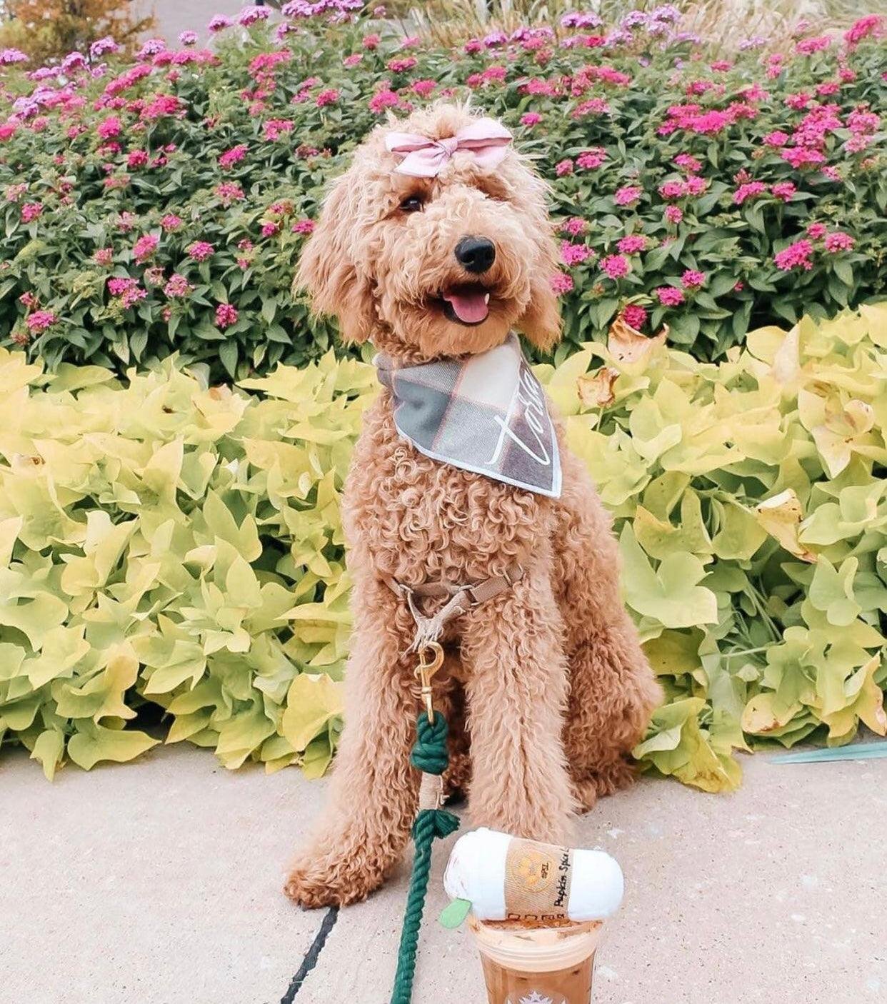 ROPE LEASH - OMBRE OLIVE - Image 2