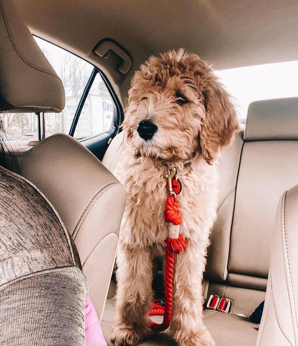 ROPE LEASH - SPRINKLES - Image 5