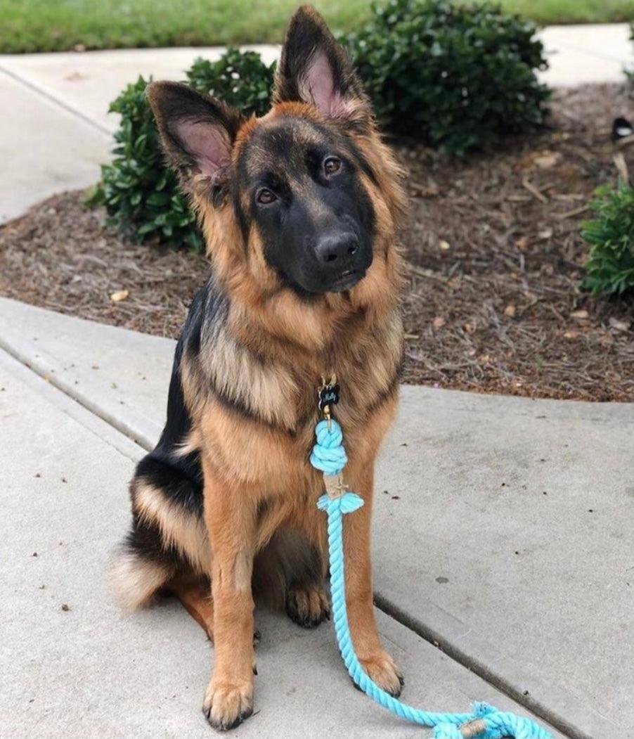 ROPE LEASH - SPRINKLES - Image 4