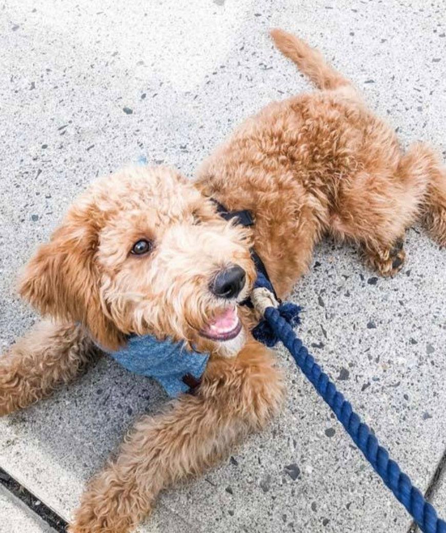 ROPE LEASH - SPRINKLES - Image 3