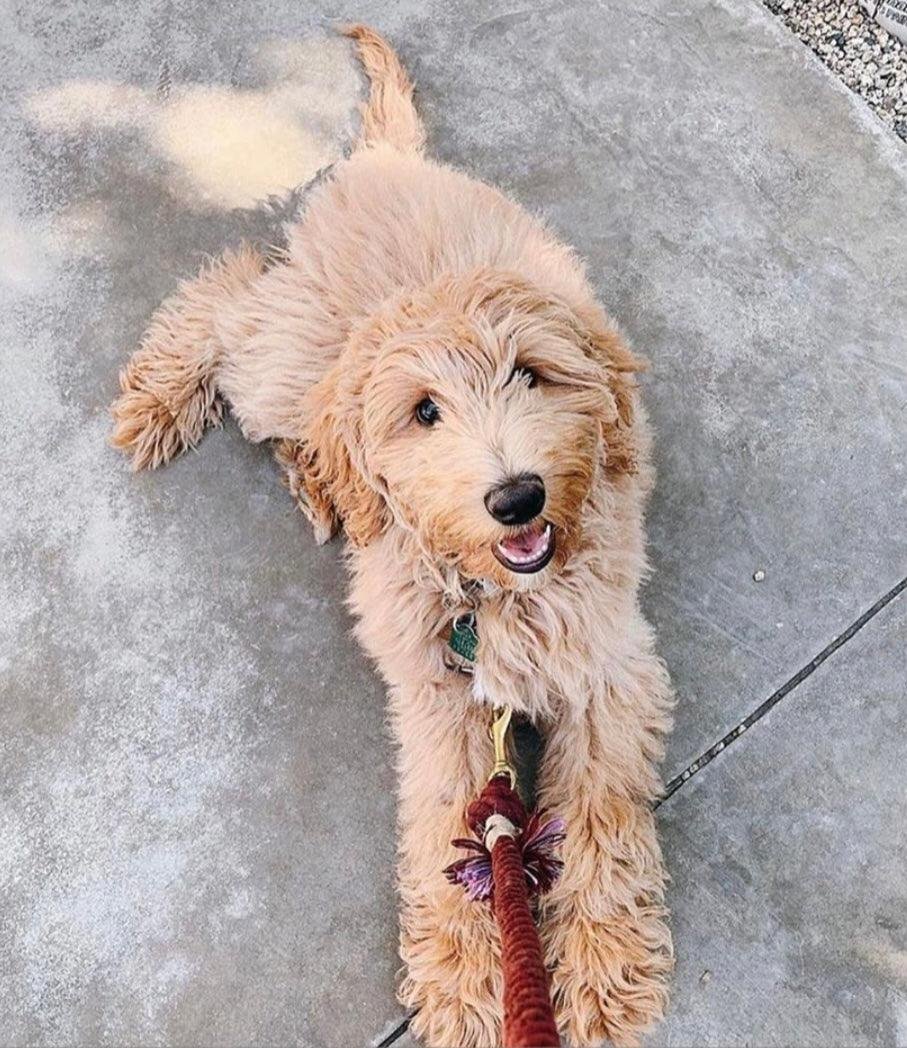 ROPE LEASH - PRIMROSE - Image 5