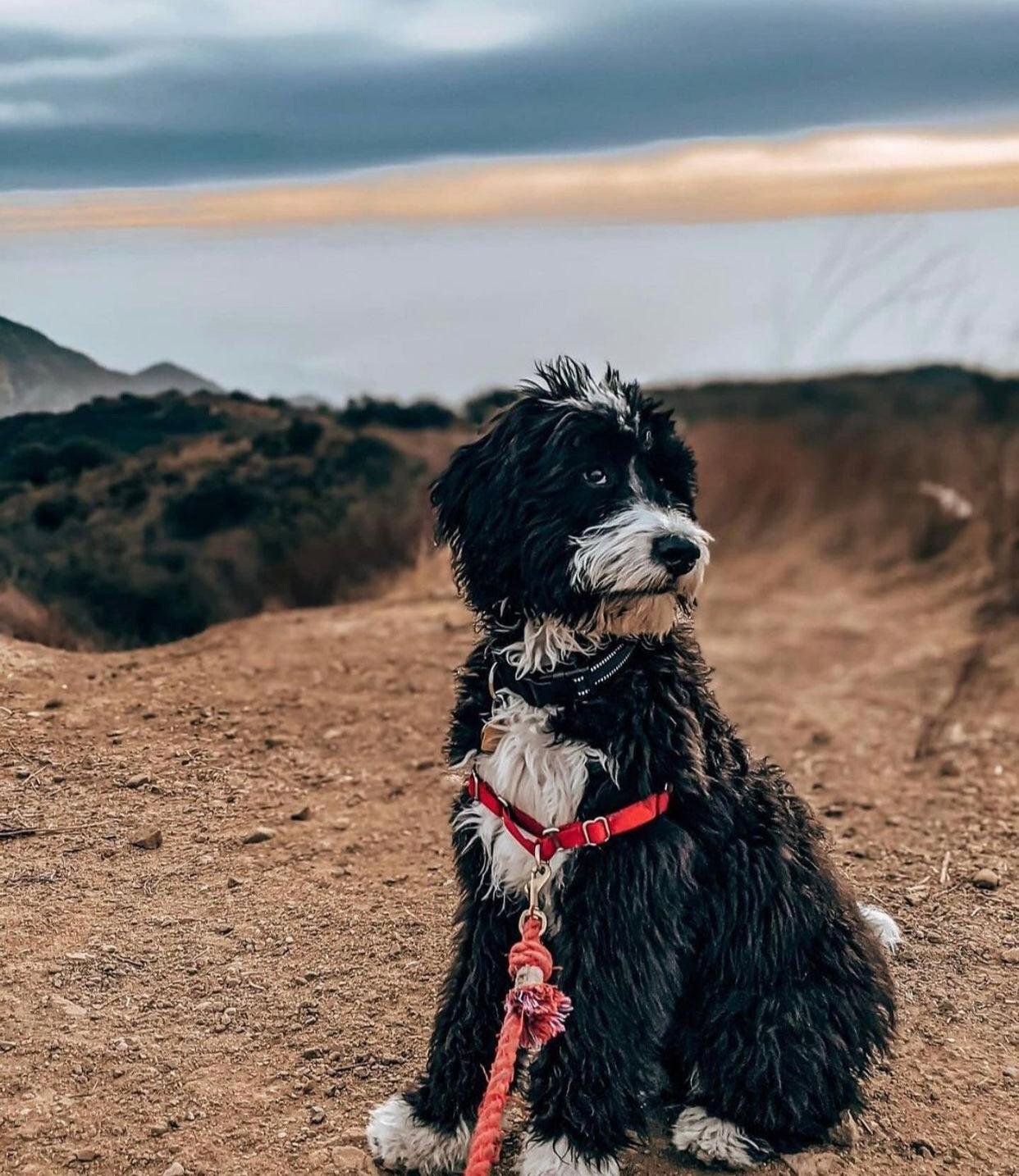 ROPE LEASH - SUNNY DAZE - Image 4