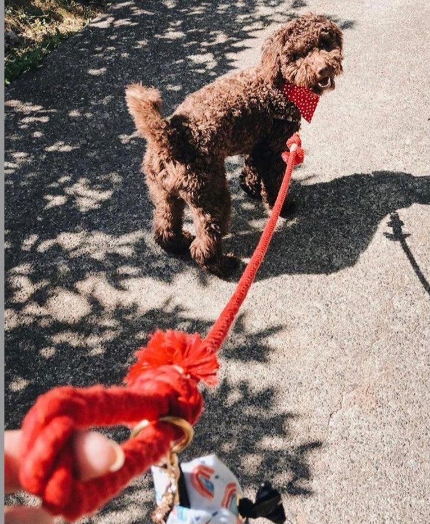 ROPE LEASH - SUNNY DAZE - Image 3