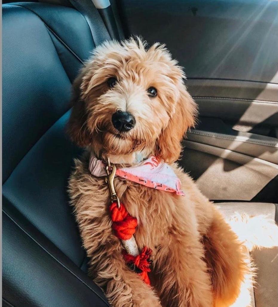 ROPE LEASH - SUNNY DAZE - Image 2