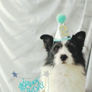 Christmas Hat or birthday hat for pets