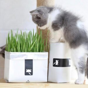 [SALE] All-In-One Cat Grass Kit