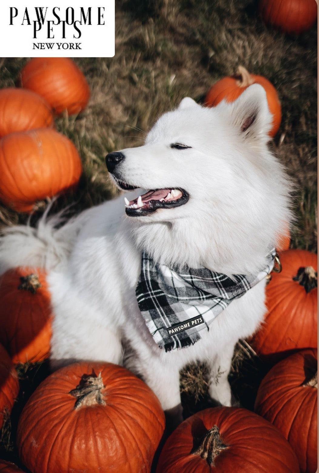 BANDANA - ALPINE - Image 2