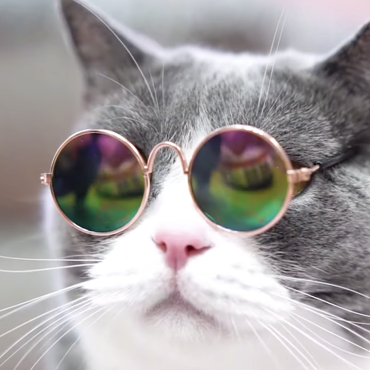 Cool Cat Sunnies - Image 2