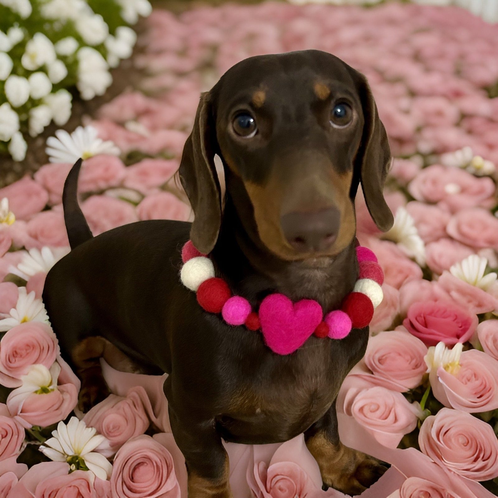 Valentine - Pom Pom Dog Collar - Image 2