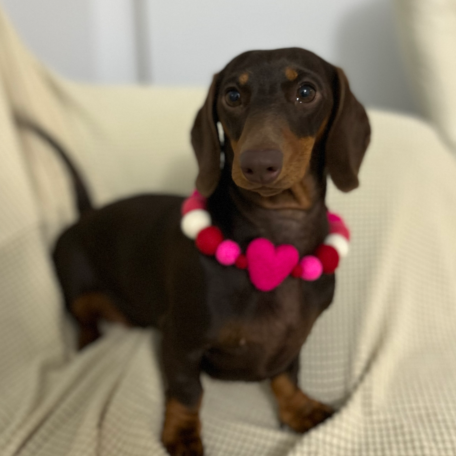 Valentine - Pom Pom Dog Collar - Image 5