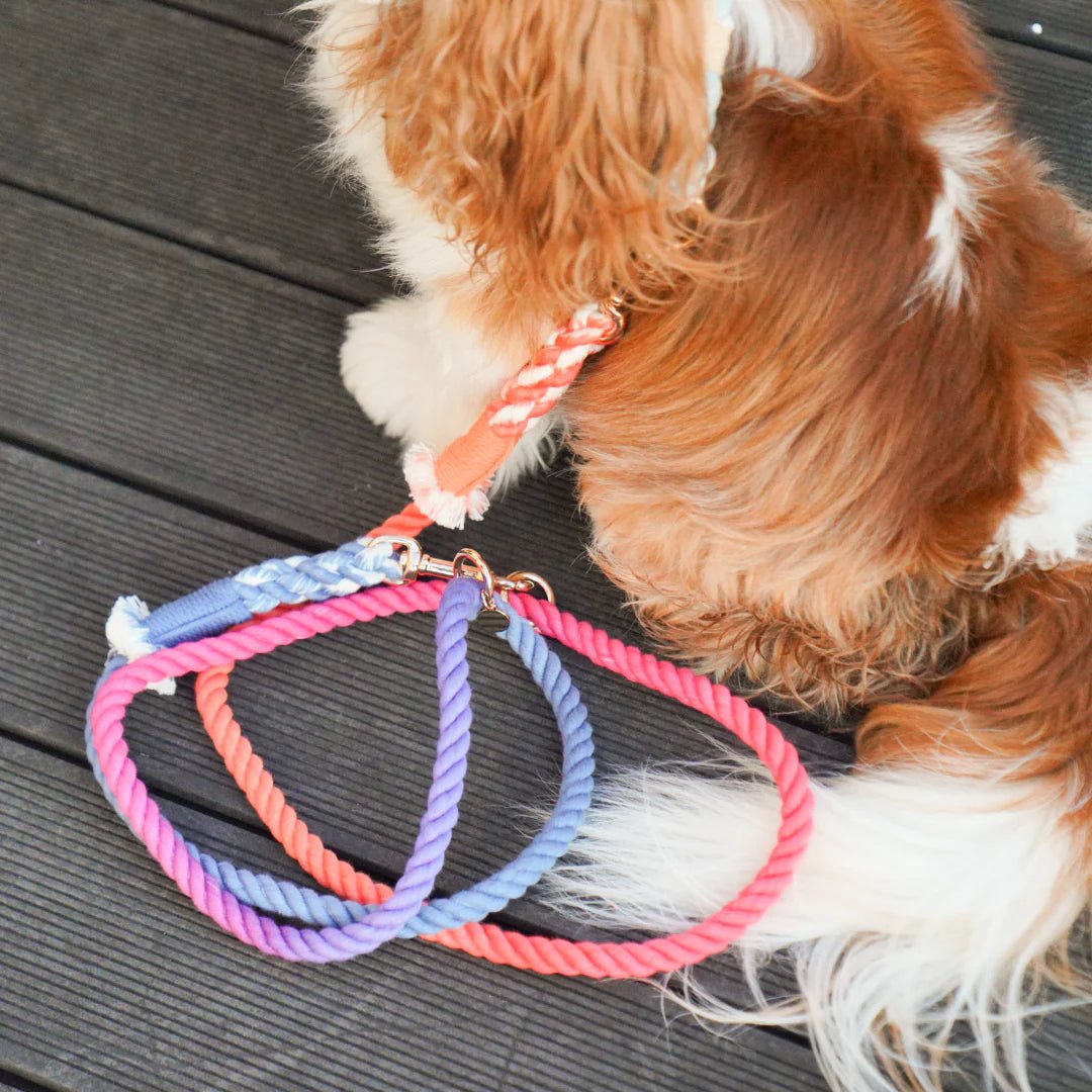 HANDS FREE DOG ROPE LEASH - PALETTE - Image 2